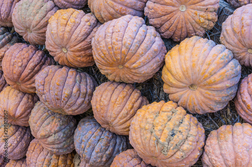 Lots of colorful pumpkins laid out in the row. Colored pumpkin as background, wallpaper.