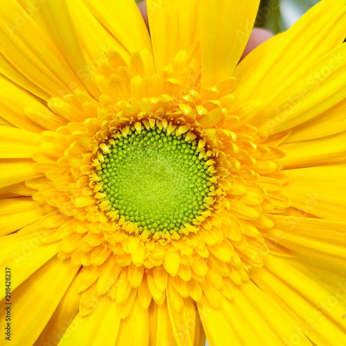 yellow flower closeup of a sunflower