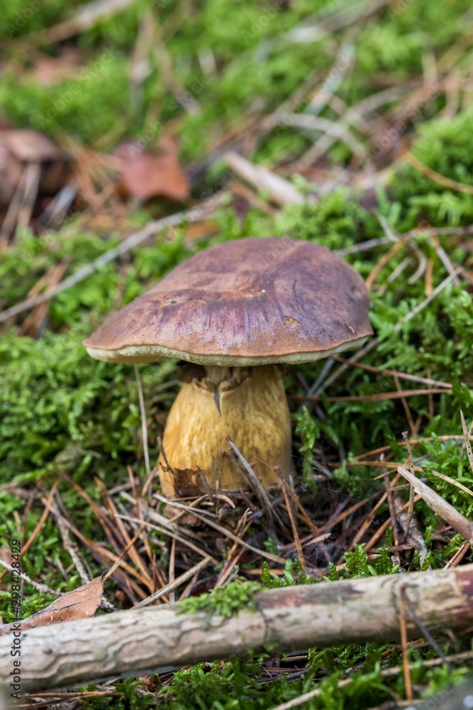 Beautiful boletus edulis mushroom in amazing green moss. Old magic forest mushrooms background. White mushroom in sunny day. close-up Beautiful boletus edulis mushroom in amazing green moss. Old magic forest mushrooms background. White mushroom in sunny day. close-up