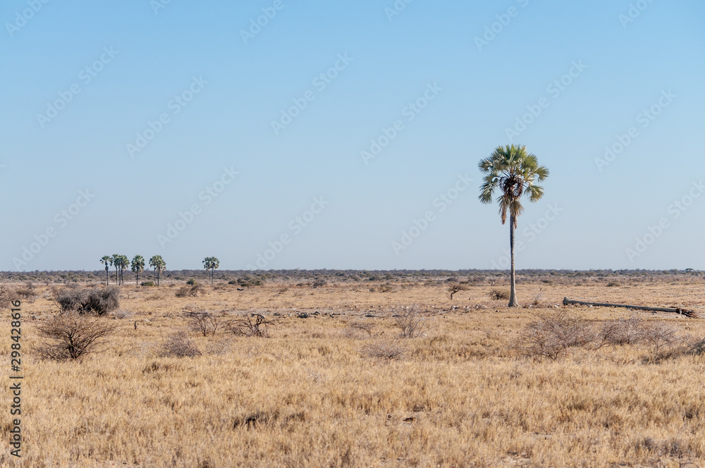 Randomly scattered Palm Trees in Etosha national Park, Namibia
