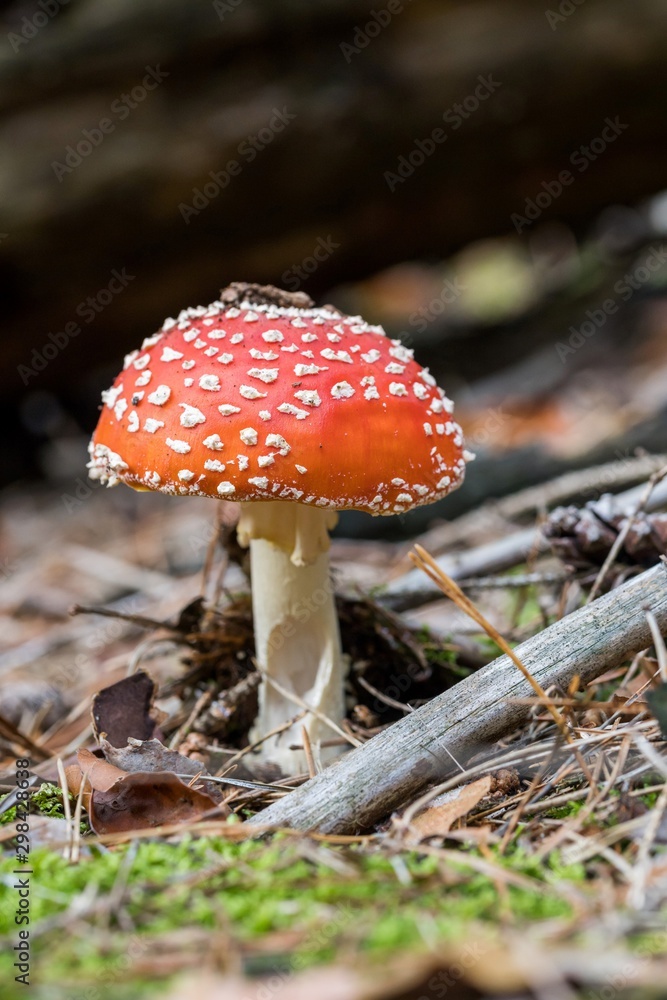 Toadstool, close up of a poisonous mushroom in the forest on green moss ground - Mushrooms cut in the woods - white mushroom with red hat Toadstool, close up of a poisonous mushroom in the forest on green moss ground - Mushrooms cut in the woods - white mushroom with red hat
