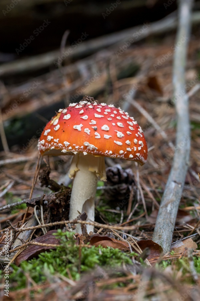Toadstool, close up of a poisonous mushroom in the forest on green moss ground - Mushrooms cut in the woods - white mushroom with red hat Toadstool, close up of a poisonous mushroom in the forest on green moss ground - Mushrooms cut in the woods - white mushroom with red hat
