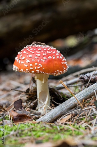 Toadstool, close up of a poisonous mushroom in the forest on green moss ground - Mushrooms cut in the woods - white mushroom with red hat