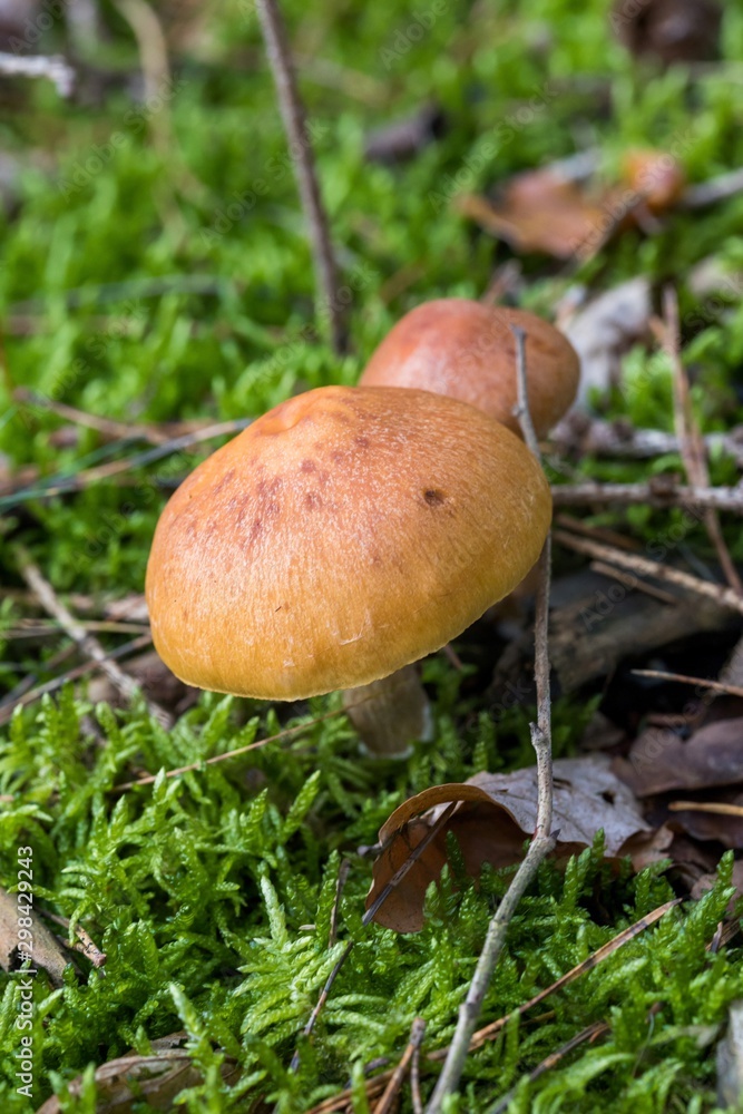 wild forrest mushroom in the woods in fall. Mushrooms in the forest on green moss ground - Mushrooms cut in the woods - close-up wild forrest mushroom in the woods in fall. Mushrooms in the forest on green moss ground - Mushrooms cut in the woods - close-up