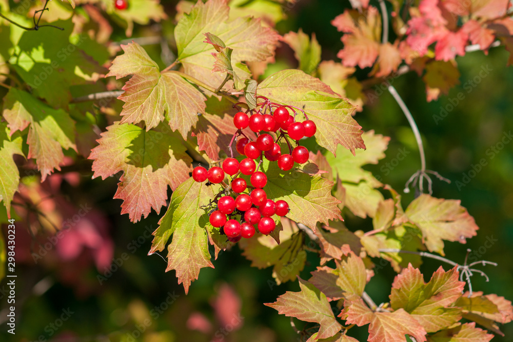 Ripe viburnum berries on a branch close-up on a sunny day Ripe viburnum berries on a branch close-up on a sunny day