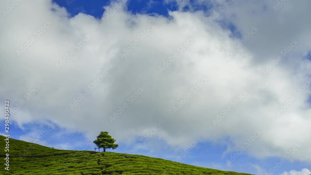 4K Timelapse of lonely tree at tea plantation with dramatic cloud movement. 4K Timelapse of lonely tree at tea plantation with dramatic cloud movement.