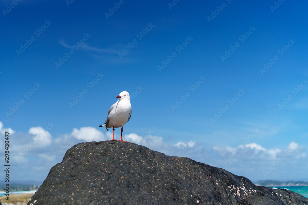 Beautiful lonely seagull sitting on the rock at the beach against beautiful blue sky background. Beautiful lonely seagull sitting on the rock at the beach against beautiful blue sky background.