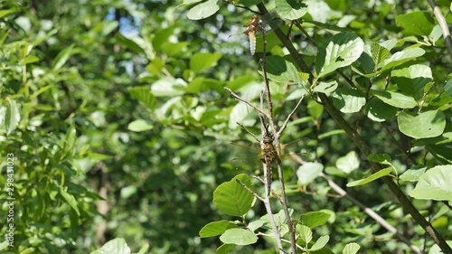  Female and male dragonflies are sitting on the same branch in the forest.