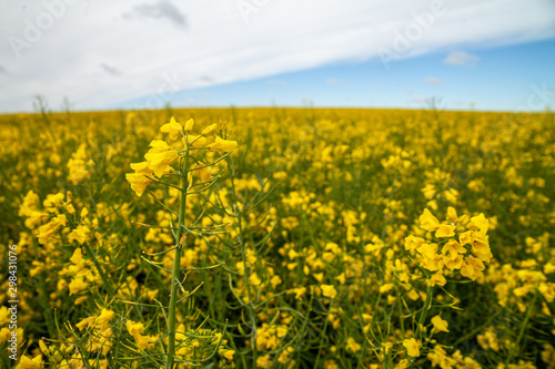 Oilseed Rapeseed Flowers in Cultivated Agricultural Field Late Spring Time © Ziemowit