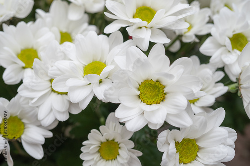 White chamomile chrysanthemums. Floral background. Close up.