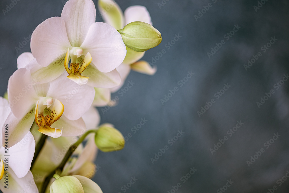 Obraz premium Weiße Orchidee, Hintergrund dunkel, Freiraum