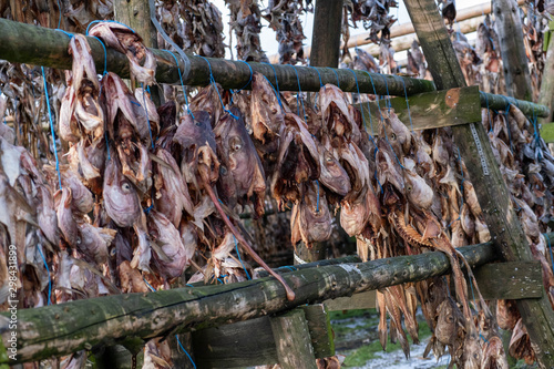 Fisch hängt zum Trocknen an der frischen Luft auf Fischgestellen zur Herstellung des luftgetrockneten Stockfischs nahe Hafnarfjörður/Hafnarfjördur. 