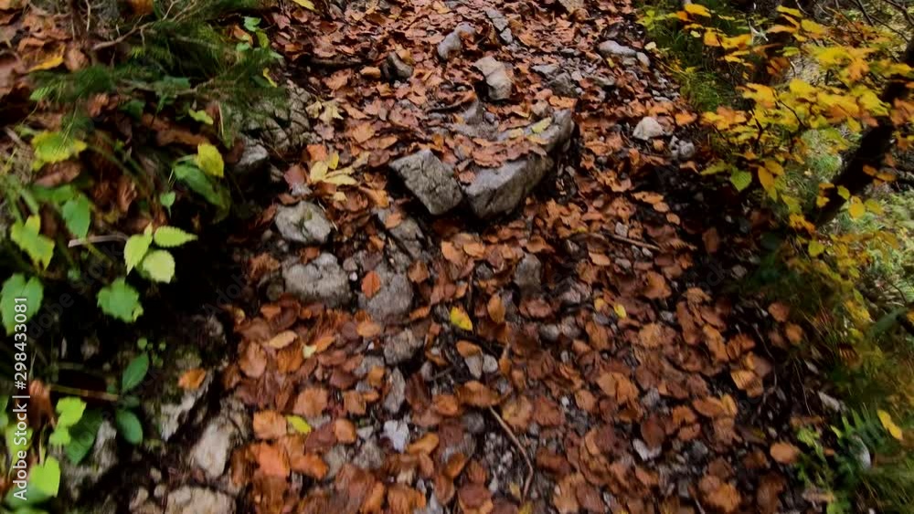 4K Backward moving looking down on walkway foot trail covered with leaves in autumn 4K Backward moving looking down on walkway foot trail covered with leaves in autumn