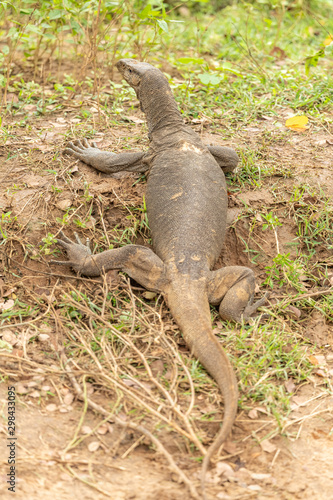 monitor lizard crawling up hill