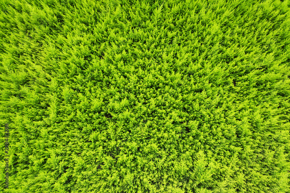 Green background of a trimmed bush Green background of a trimmed bush