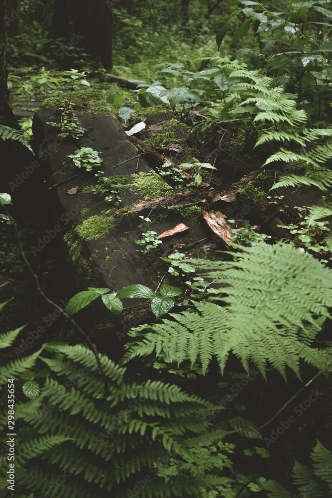 Fototapeta premium Dark and moody edit of a little creek in a magical fantasy forest in bavaria. Spooky mystical feeling. Romantic fern, deadwood and roots.