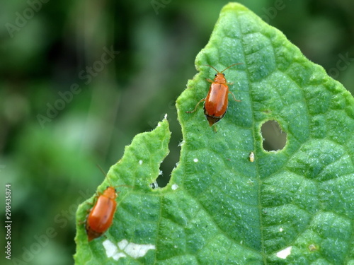 Pumpkin beetle, Cucurbit beetle, Squash beetle destroys leafy vegetables photo