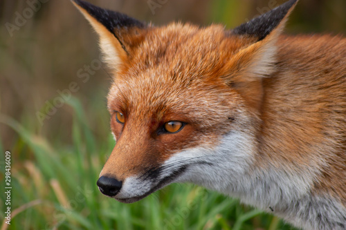 Wallpaper Mural Portrait of a fox Torontodigital.ca