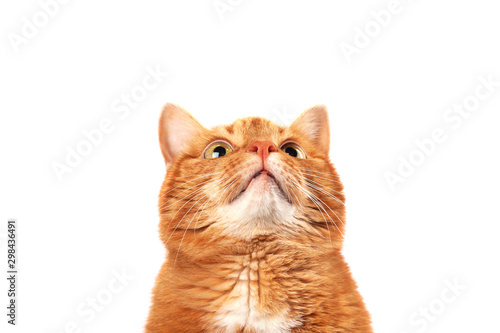Leinwand Poster Ginger cat looking up isolated on white background
