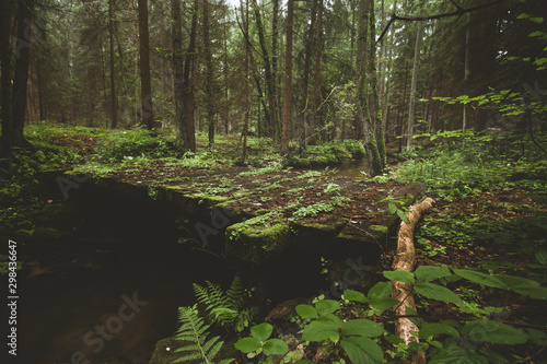 Dark and moody edit of a little creek in a magical fantasy forest in bavaria. Spooky mystical feeling. Rotten  wooden bridge used by knights. Covered with fern and moss. © benschie