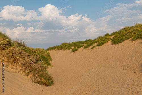 Marram grass growing on the sand dunes, at Formby in Merseyside