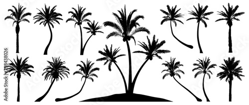 Palm trees silhouette. Isolated objects on a white background. Vector set tropical trees