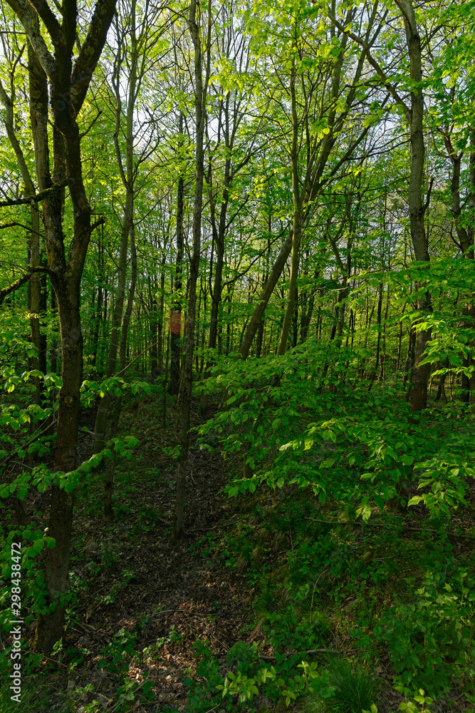 Wald auf der Sophienhöhe, Nähe Elsdorf
