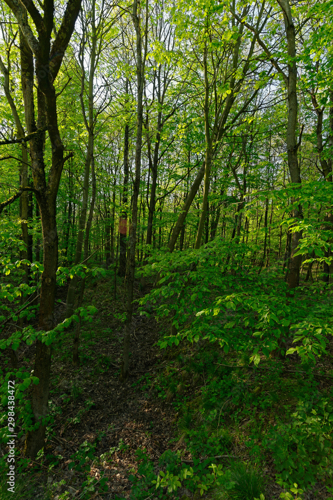 Wald auf der Sophienhöhe, Nähe Elsdorf Wald auf der Sophienhöhe, Nähe Elsdorf