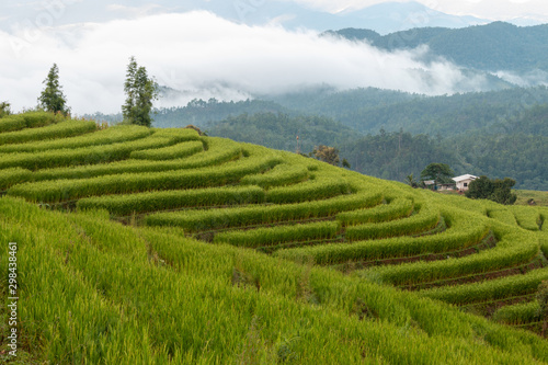 Beautiful rice terraces in the morning at Chiang mai, Thailand