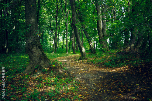 forest environment outdoor scenic view in early autumn season with green and yellow foliage colors and lonely dirt trail 