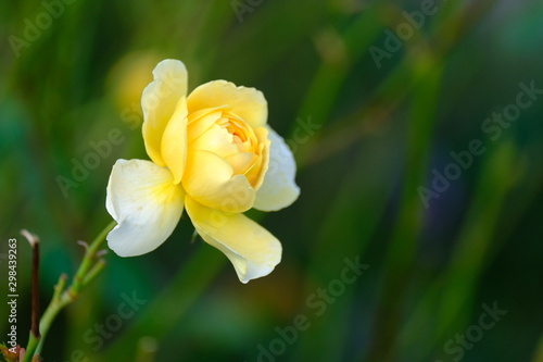 rose flower in the garden