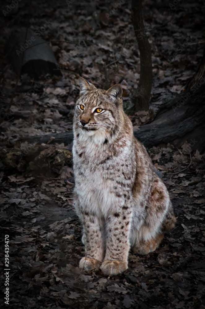 Obraz premium Moody portrait of a lynx