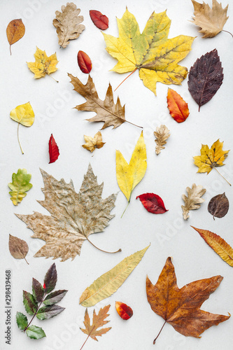 Autumn background. Yellow orange red dry autumn leaves on a light background. The view from the top. Vintage style. Space for text.