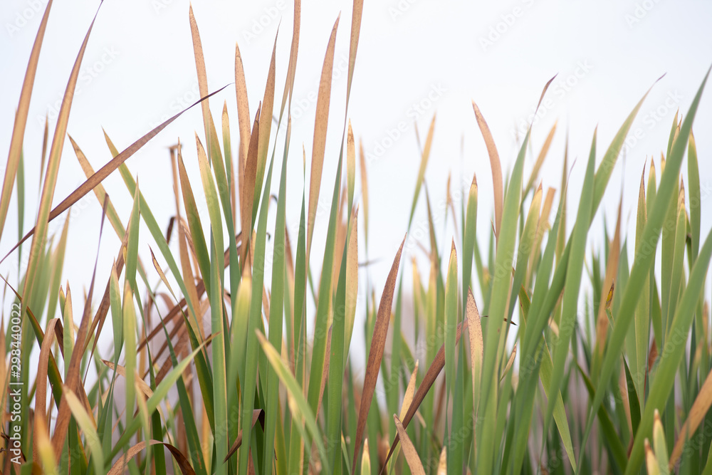 grassweed grassweed