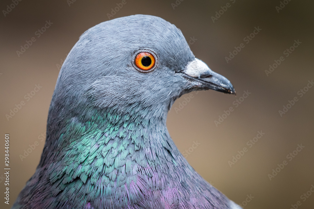 Dove Dove
