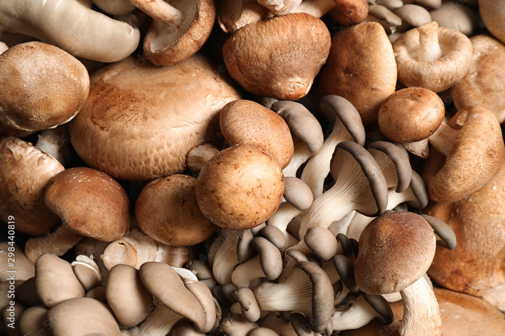 Different fresh wild mushrooms as background, closeup Different fresh wild mushrooms as background, closeup