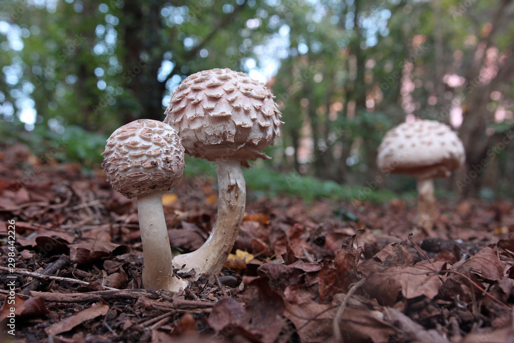 Mushroom chlorophyllum grows between foliage in the park in autumn