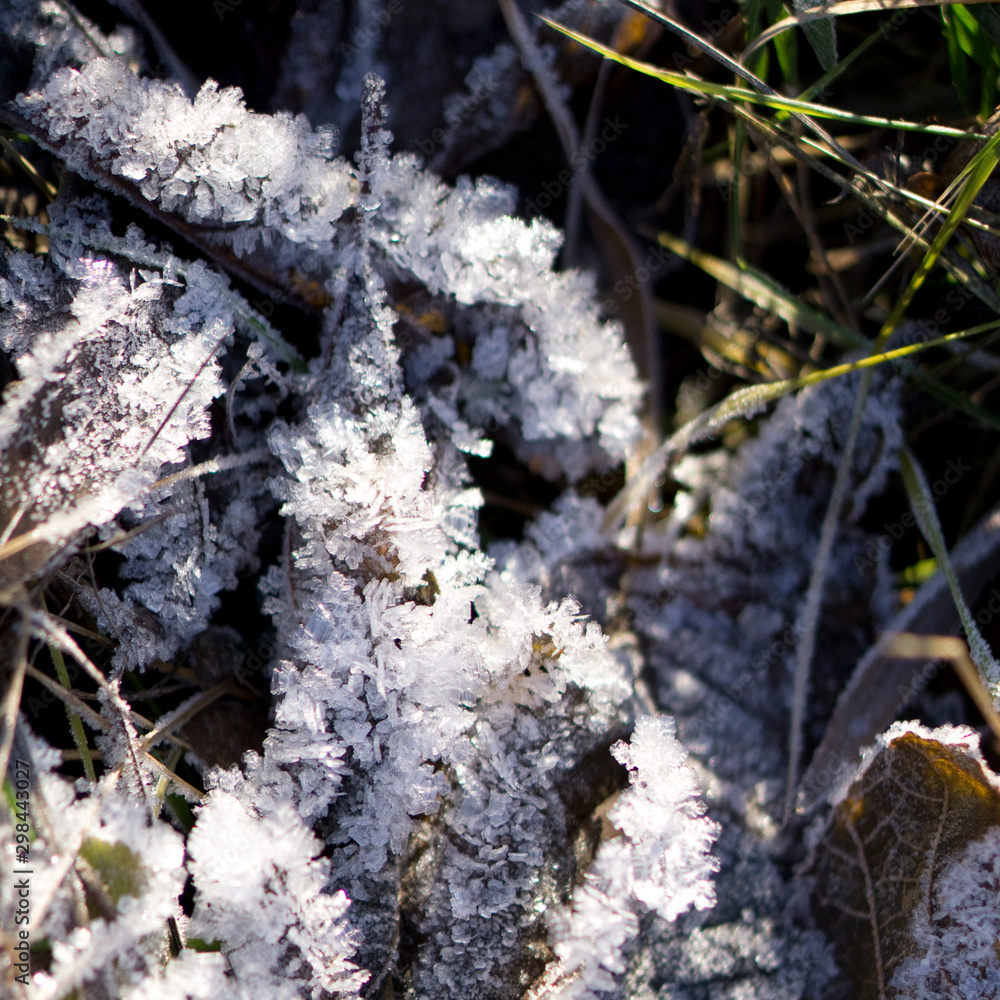 Frozen green grass in garden Frozen green grass in garden