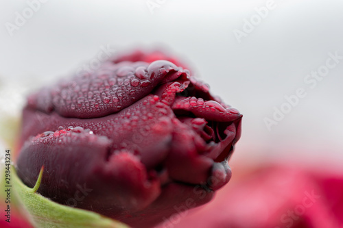Macro photo of a red rose in the morning with water droplets on it
