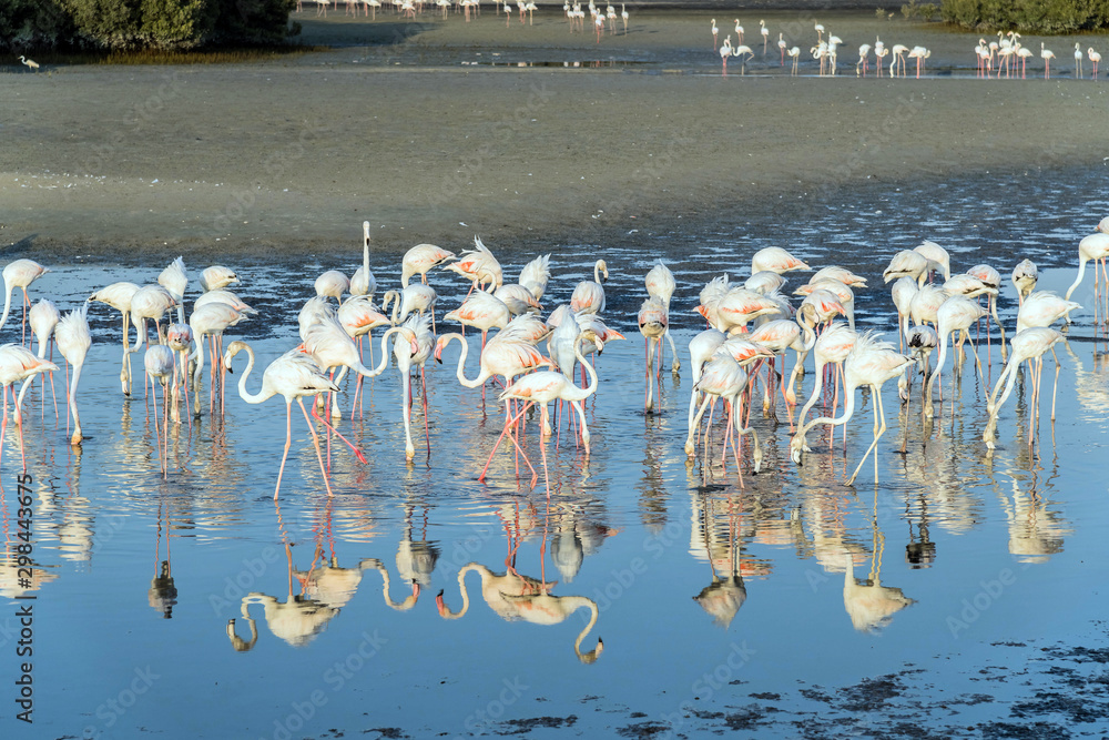 Fototapeta premium Caribbean pink flamingo at Ras al Khor Wildlife Sanctuary, a wetland reserve in Dubai, United Arab Emirates,