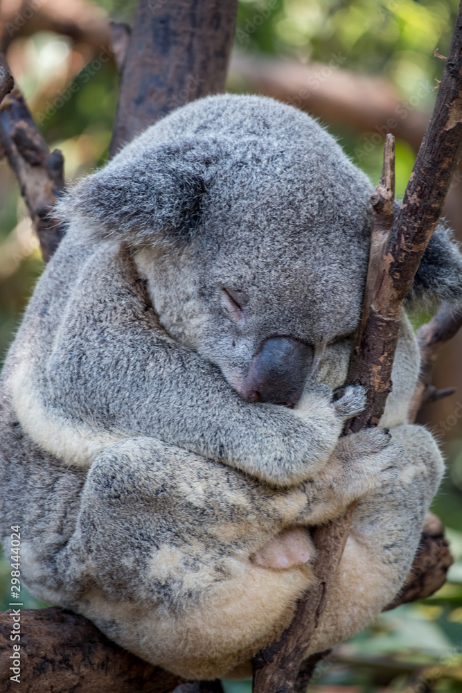 Obraz premium Koala sleeping in a gum tree 