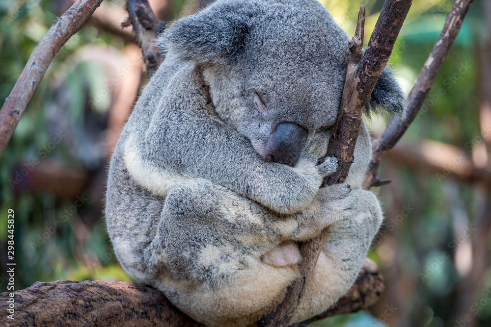 Naklejka premium Koala sleeping in a gum tree 