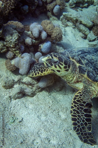 sea turtle and diver