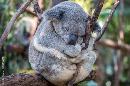 Koala having a nap in a tree 