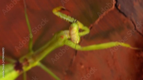 Green praying mantis closeup on mud photo