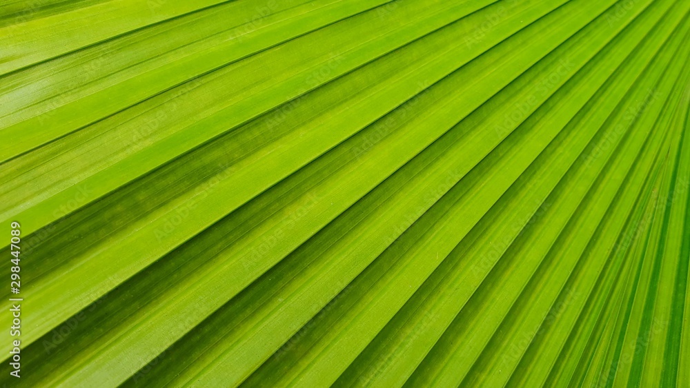 palm tree leaf palm tree leaf