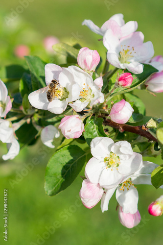 Honey bee pollinating apple blossom. The Apple tree blooms. Spring flowers. vertical photo