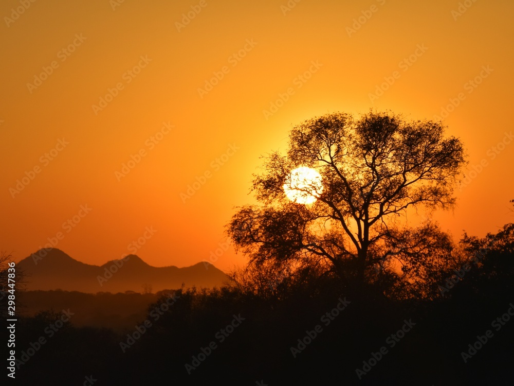 tree in sunset