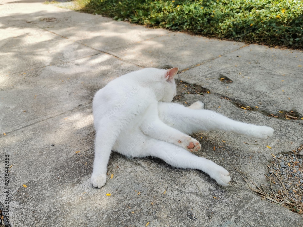 White cat White cat