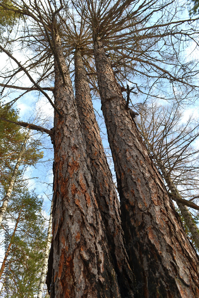 Obraz premium three trees in the forest in summer